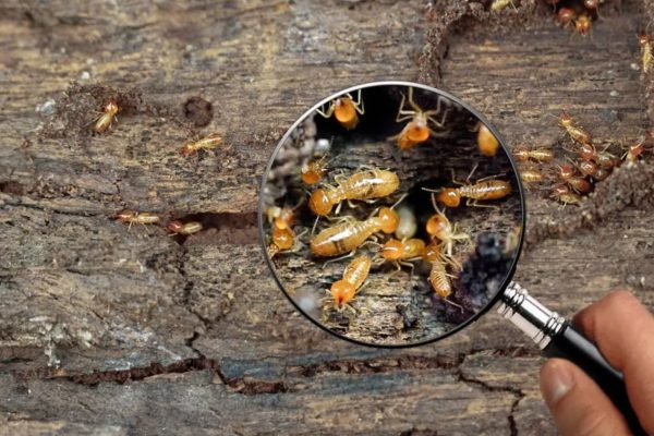 Termite Inspection