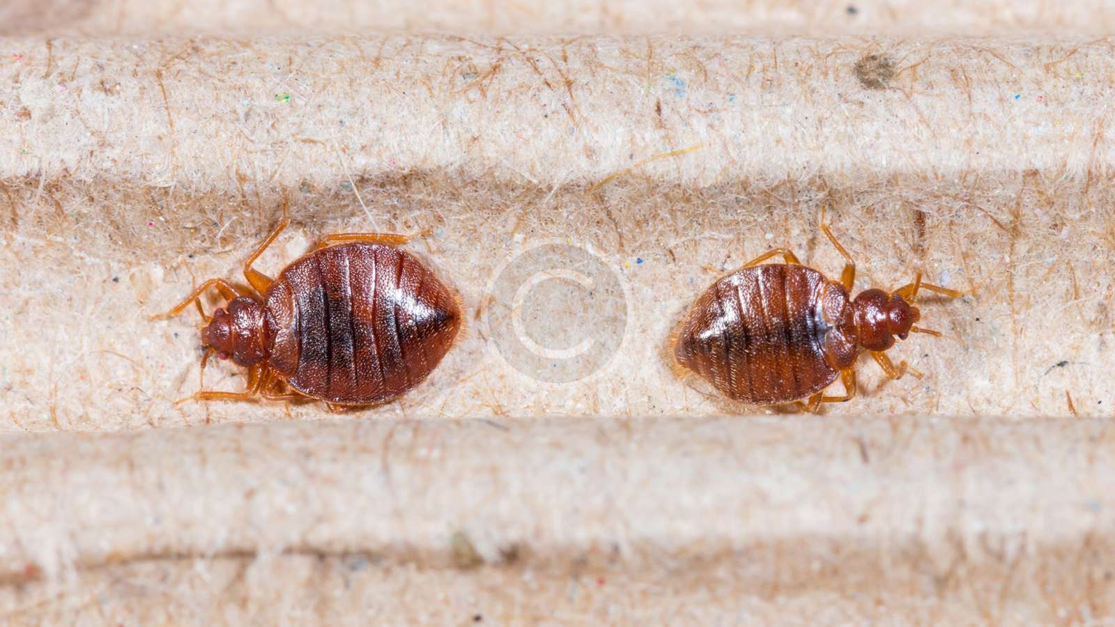 Review of Pests that Bite