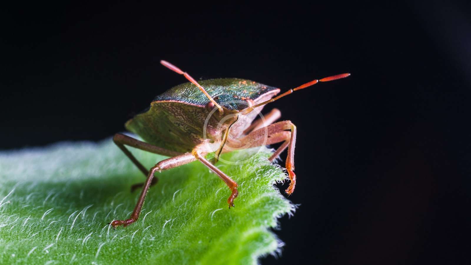 Backyard Species that Invade Your House