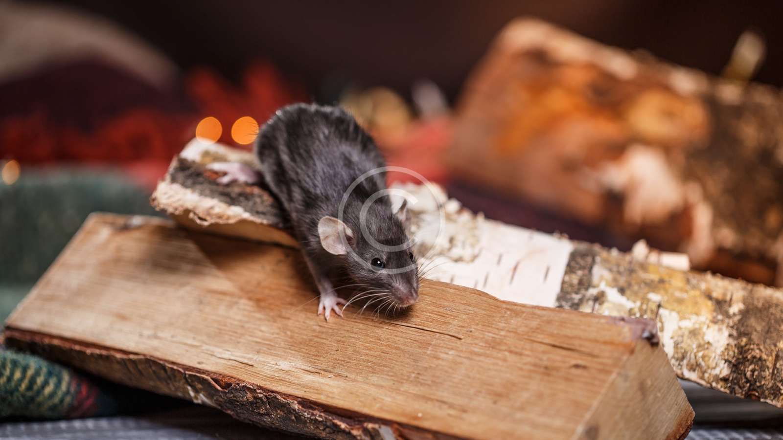 Why It’s Important to Do Rats Control