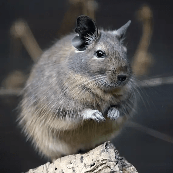 Rodents Pest Control