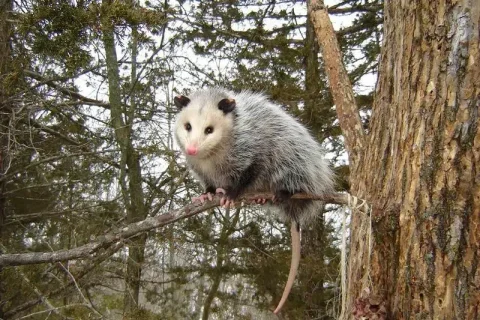 Possums Pest Control
