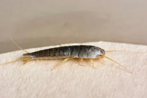 Silverfish Pest Control