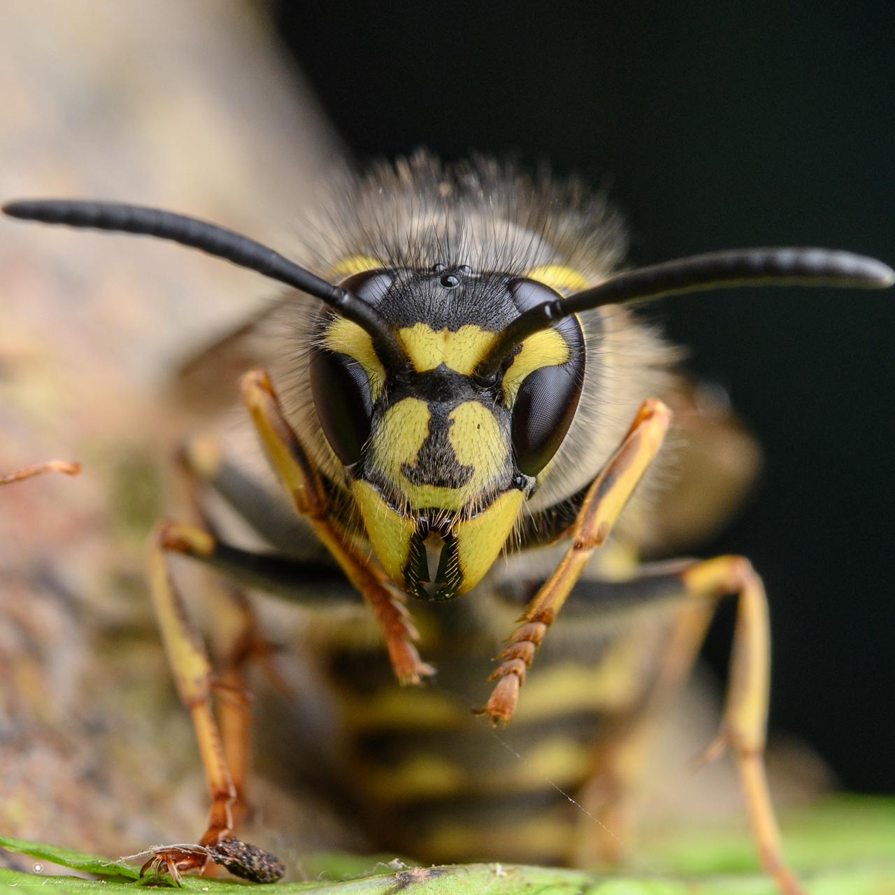 Ants pest control treatment in Brisbane by Bugify