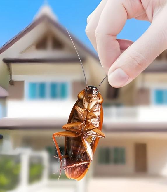 End of lease pest control