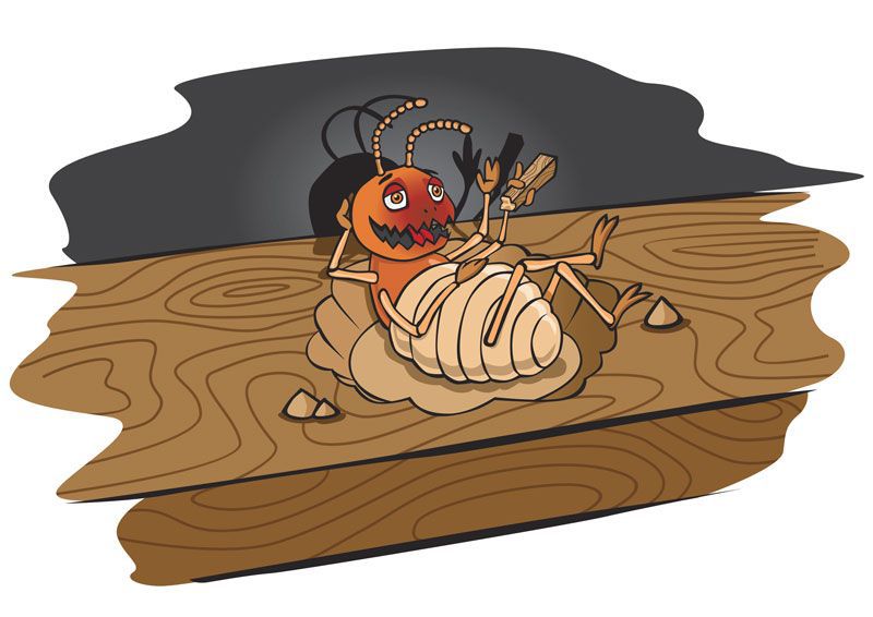 General Pest Control + Termite Inspection + Rodent Treatment