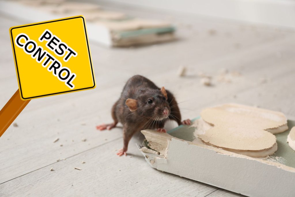 General Pest Control + Rodent Treatment