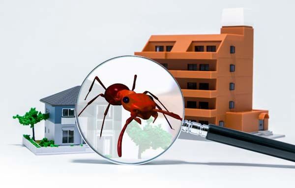 General Pest Control + Termite Inspection
