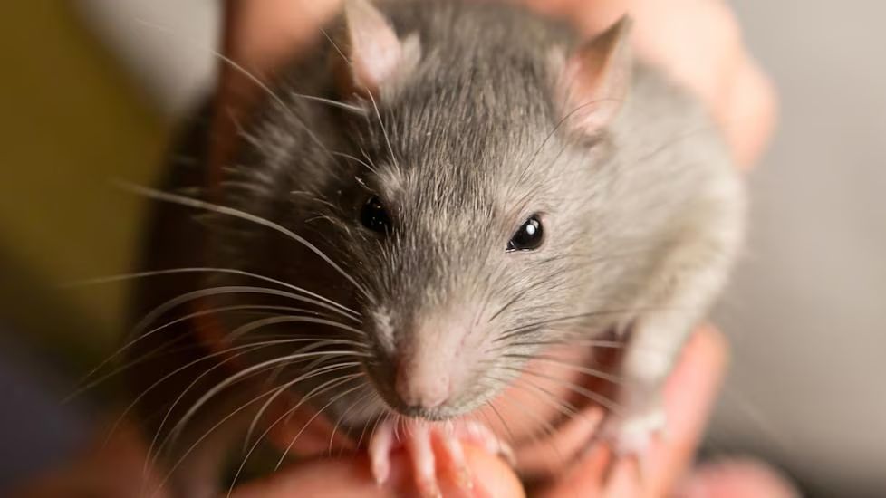 Rodent Treatment