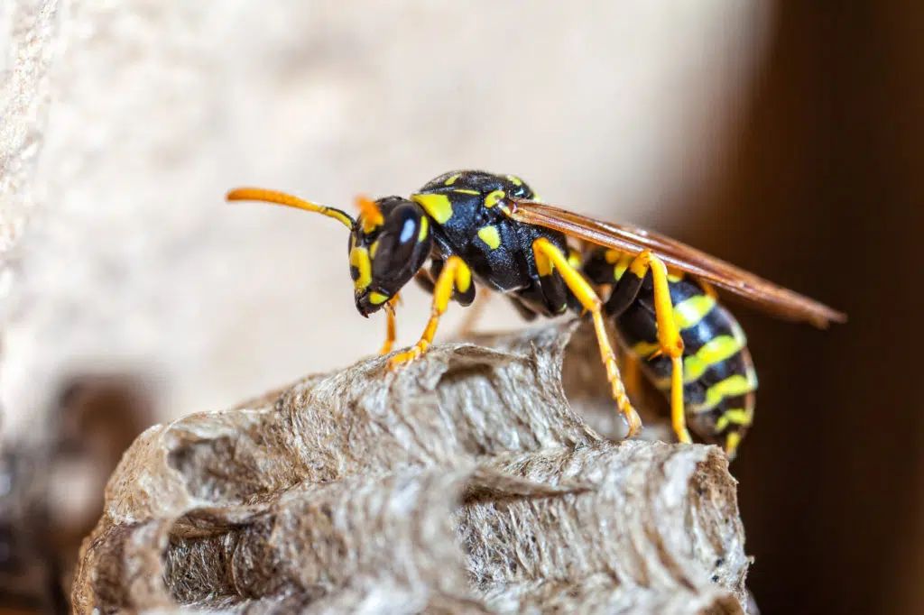 Wasp Removal