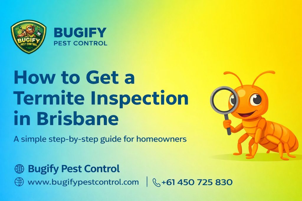 How to Get a Termite Inspection in Brisbane